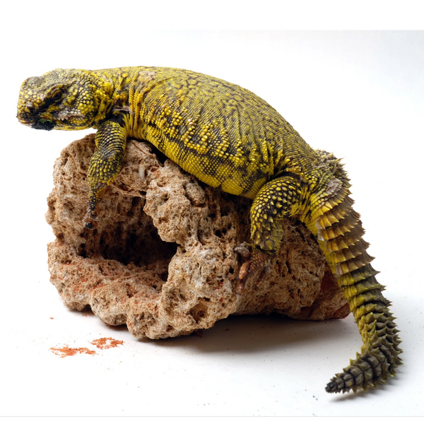 Meet Lucky our Nigerian Uromastyx