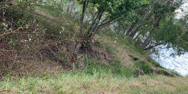 Goats have significantly improved access to floodplain.  Goats Browsing Butterfly and Rose Bush.