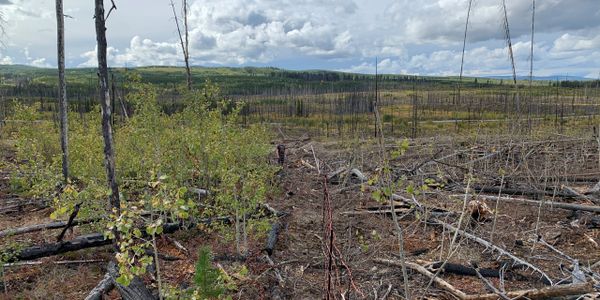 Goats completely defoliate and girdle this stand of young aspen trees.