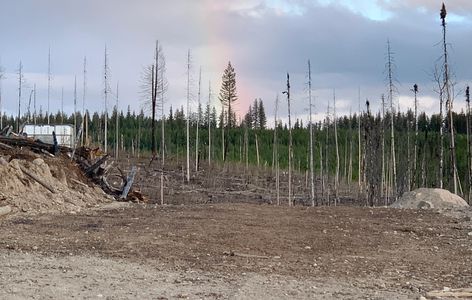 Former corral site with rushed hectare in background.