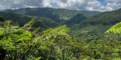 Lush forest of Busay Mountains