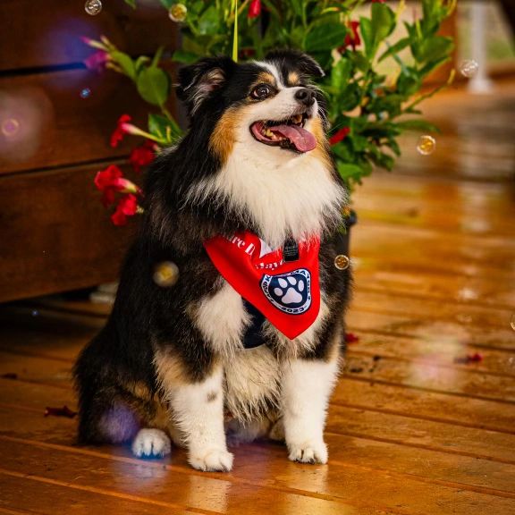 Apopka Dog Mayor 2023