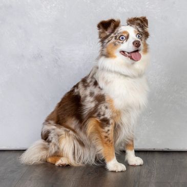 Happy Australian Shepherd sitting indoors.