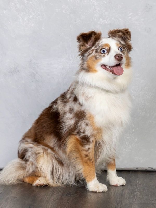 Happy Australian Shepherd dog sitting indoors.