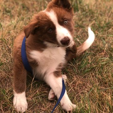 Dog daycare Fernie
Cute Puppy