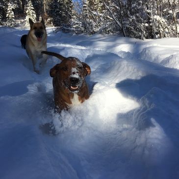 Dog walker Fernie
Dog walker Sparwood