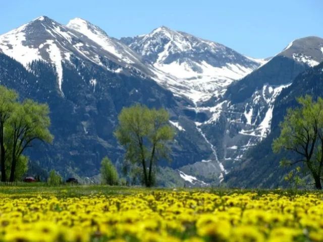 Snow-capped mountains behind a yellow flower field and green trees under a clear blue sky.