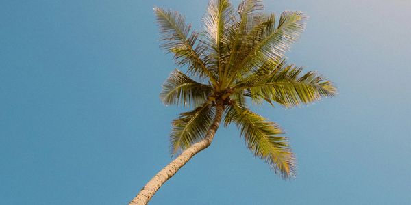 Looking up at a palm tree with blue sky