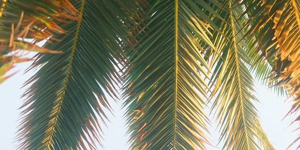 Palm fronds