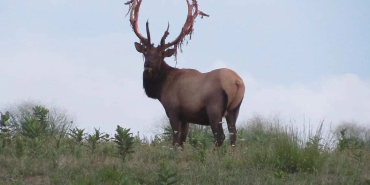 Pennsylvania Bull Elk