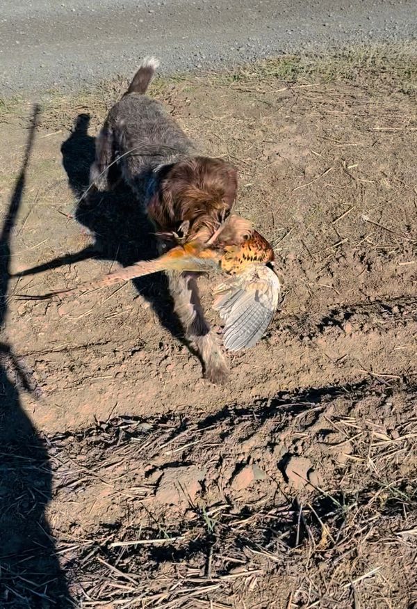 Ziva with our first bird of the year