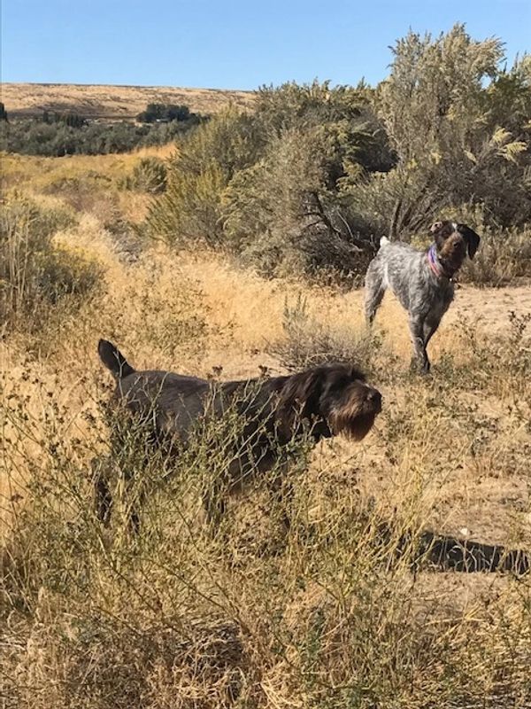 Training session with owner working his pup with his mother on honor and showing what he's learned