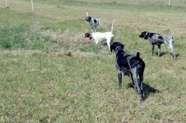 Working dogs together