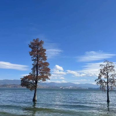 Two trees standing in a calm lake with mountains in the background under a clear blue sky.