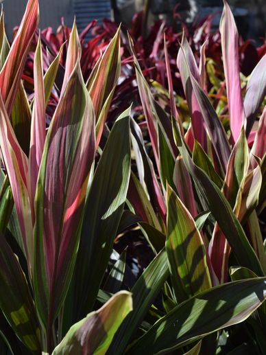 Has long leaves that taper to a point, and  grow vertically, upright.