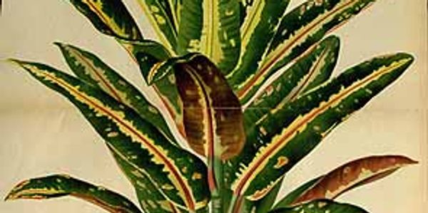 A croton plant drawing