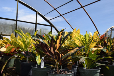 Croton plants in a greenhouse