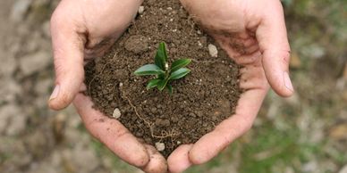 Hands holding a patch of soil with a sapling