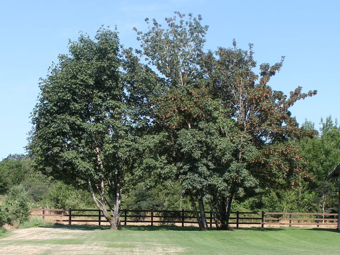 under the trees at the front of the barn 