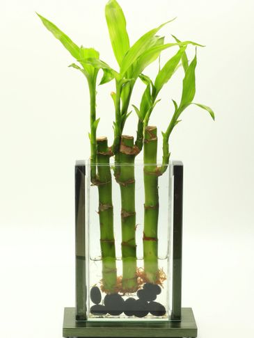 Vertical Glass Vase