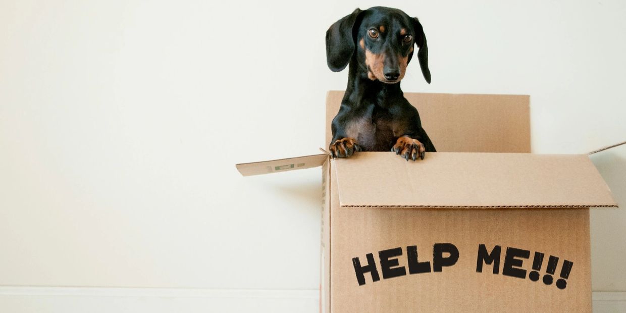 Dog inside a moving box.