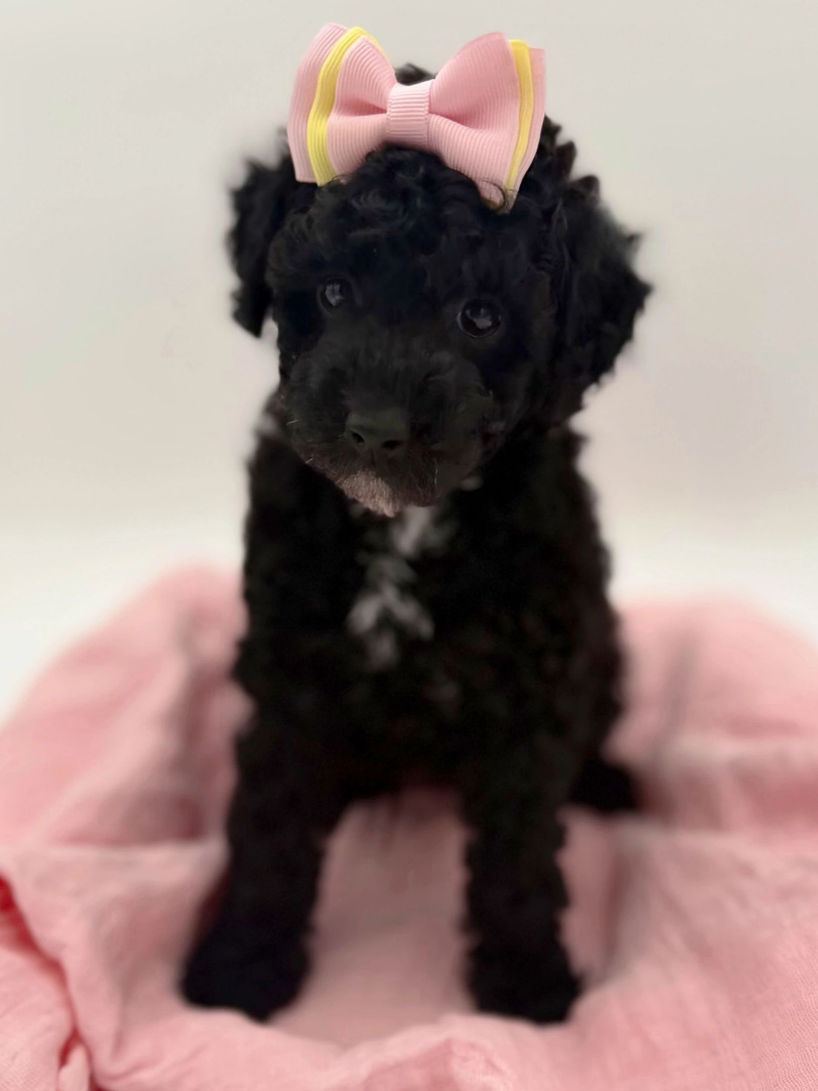 Black curly puppy with a pink and yellow bow on its head.