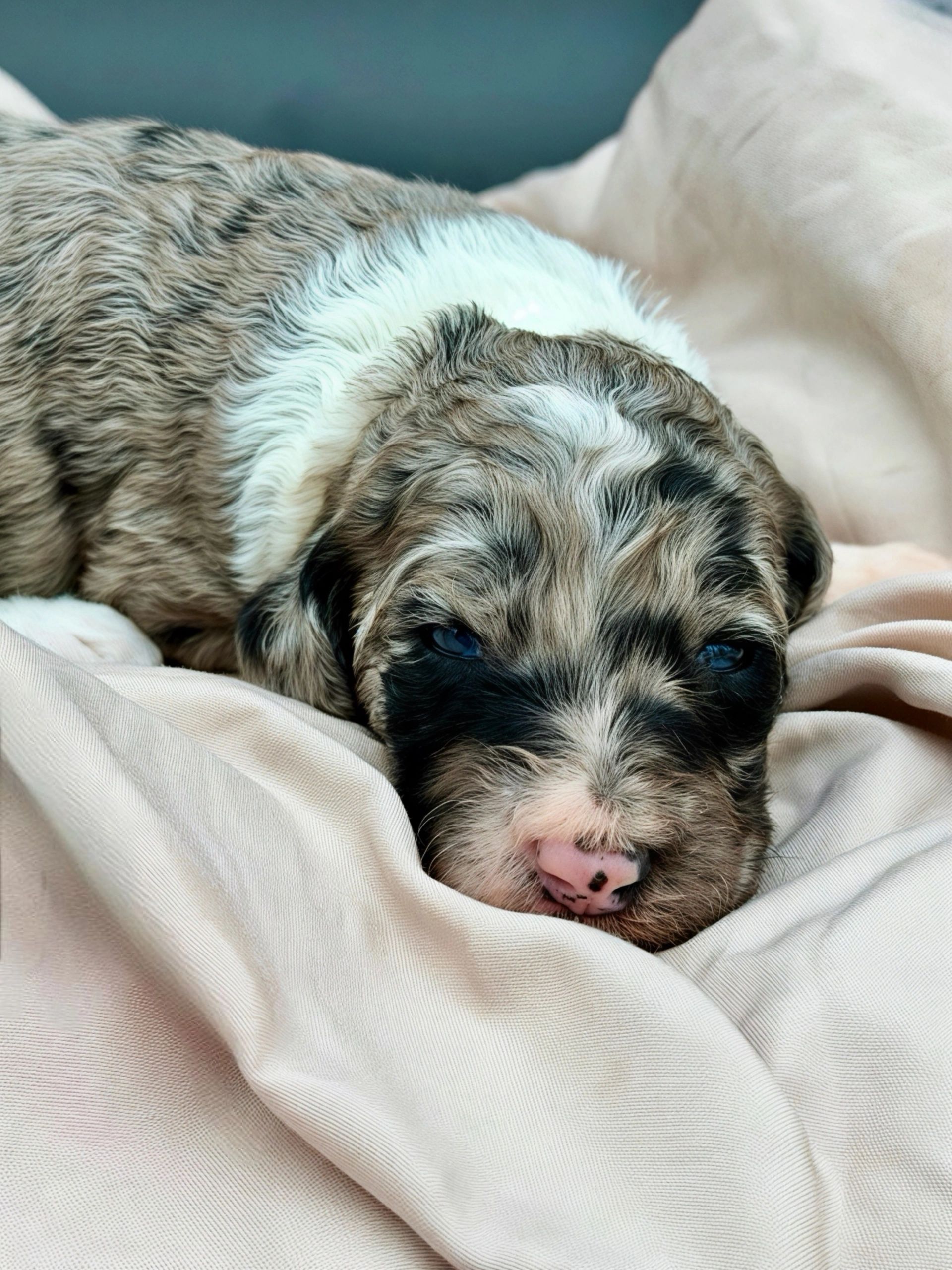A sleepy puppy resting on a soft light-colored blanket.