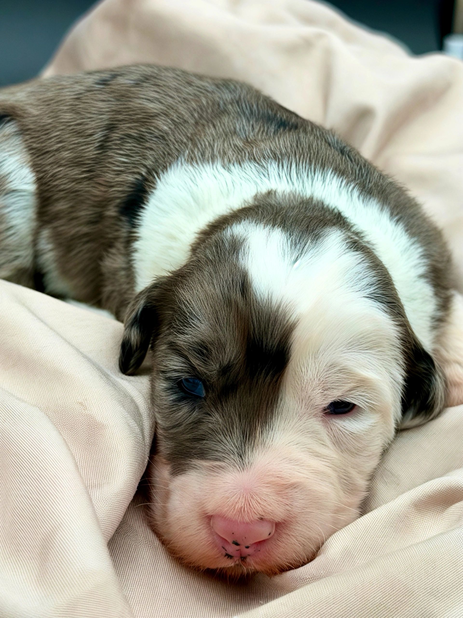 Close-up of a sleepy puppy resting on a soft beige blanket.