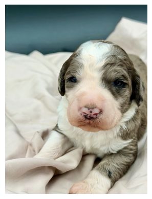 Adorable newborn puppy resting on a soft blanket.