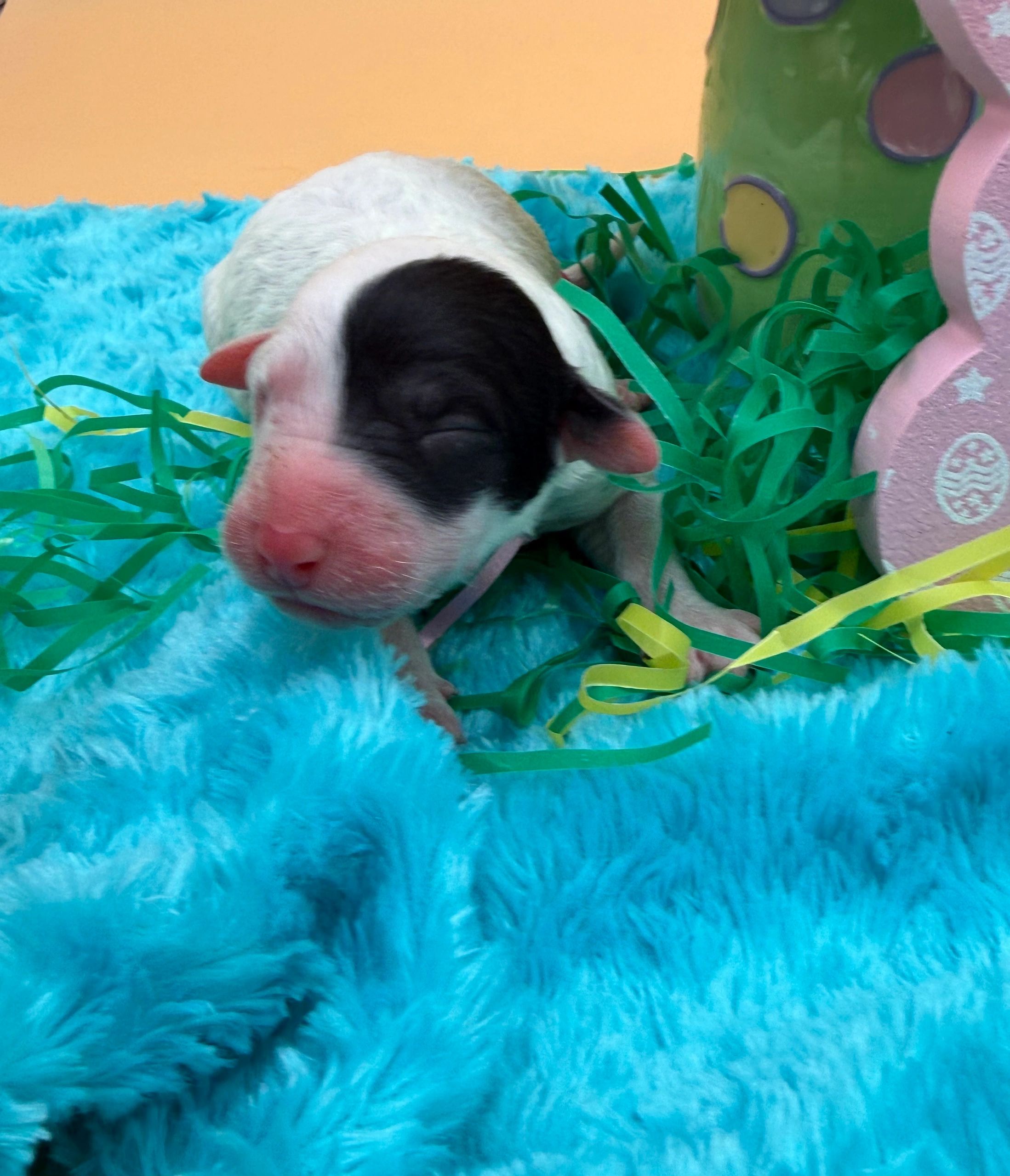 Newborn black and white puppy on a blue blanket with green and yellow Easter grass.