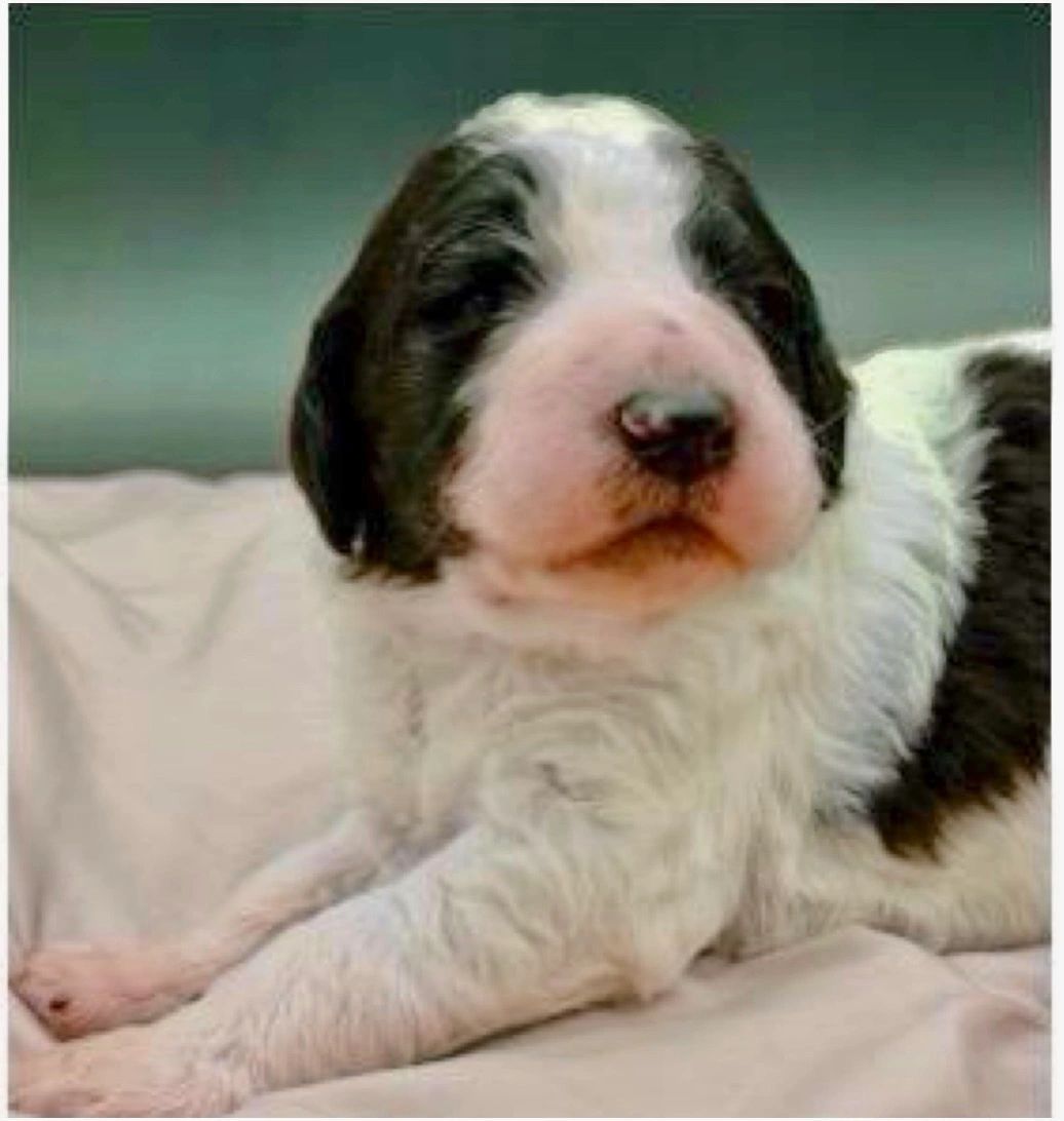Adorable black and white puppy resting on a soft surface.