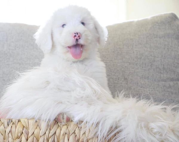 This is Tuck he is a Sheepadoodle Puppy he is nothing but good soft fun!!