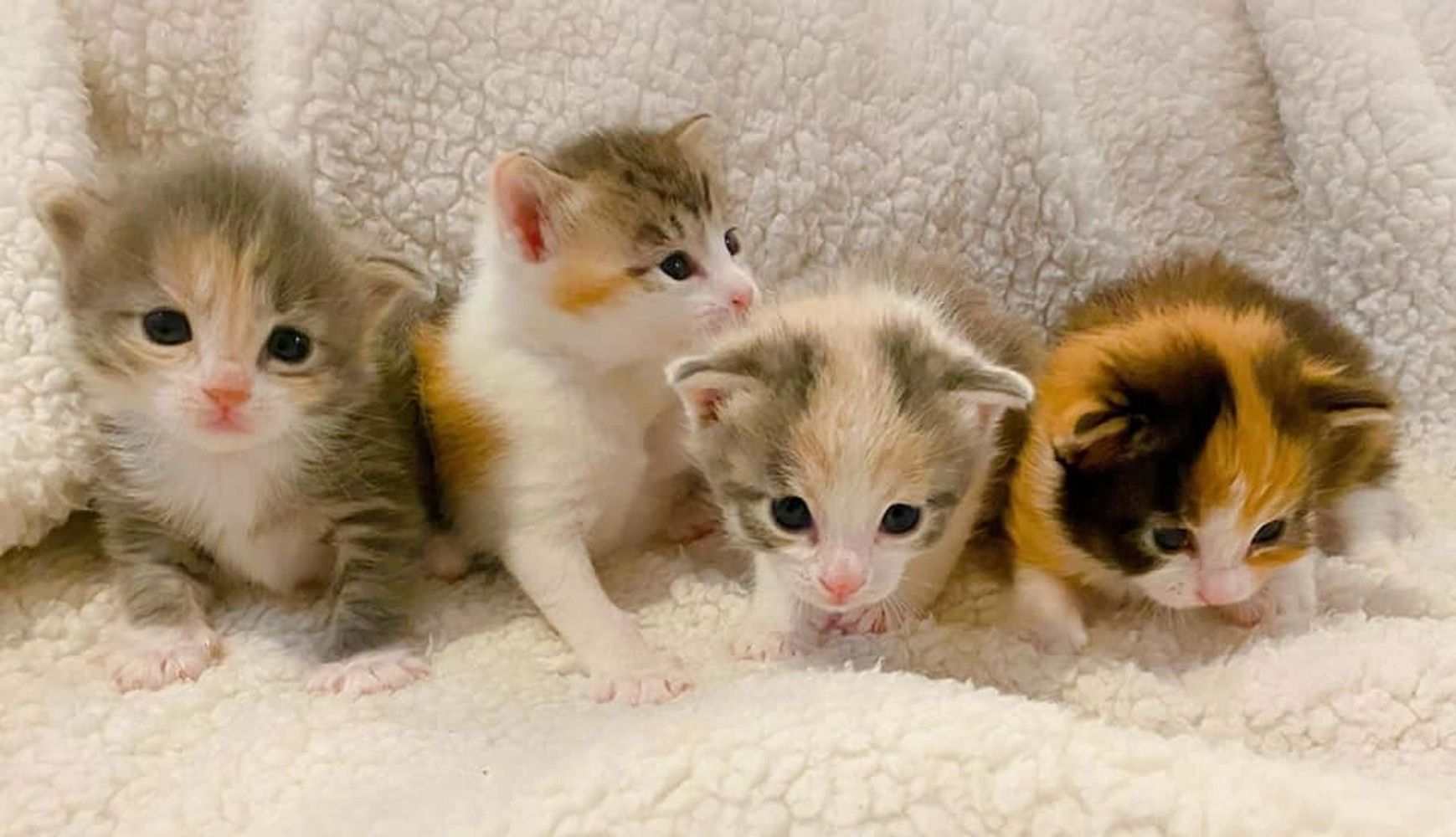 Kitten Rescue and Adoption - Kneady Kitty Rescue, Inc.