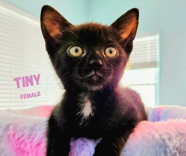 Tiny, a female black kitten with bright eyes and a white patch on her chest.
