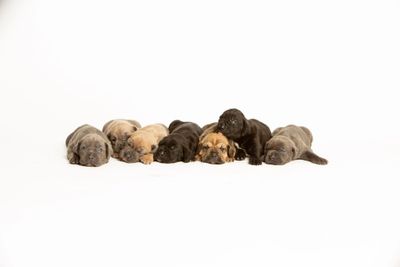 Cane Corsos in Houston, Cane Corsos of Houston, Italian mastiffs, breeders near me, pet stores, pets