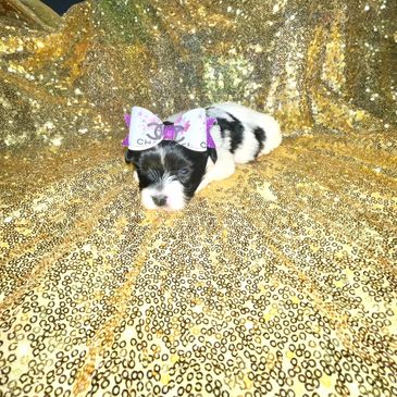 Female yorkies, Parti yorkies, yorkies Near me, Pet stores near me, puppies for sale, Houston yorkie