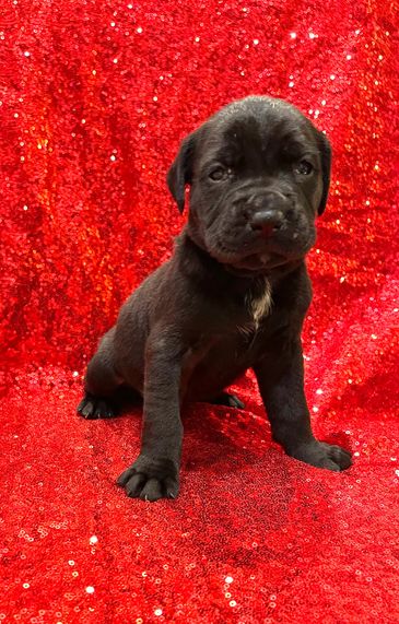 mastiff puppies near me, Petland, Pet stores, puppies for sale, puppy land, outlaw cane corsos, pet