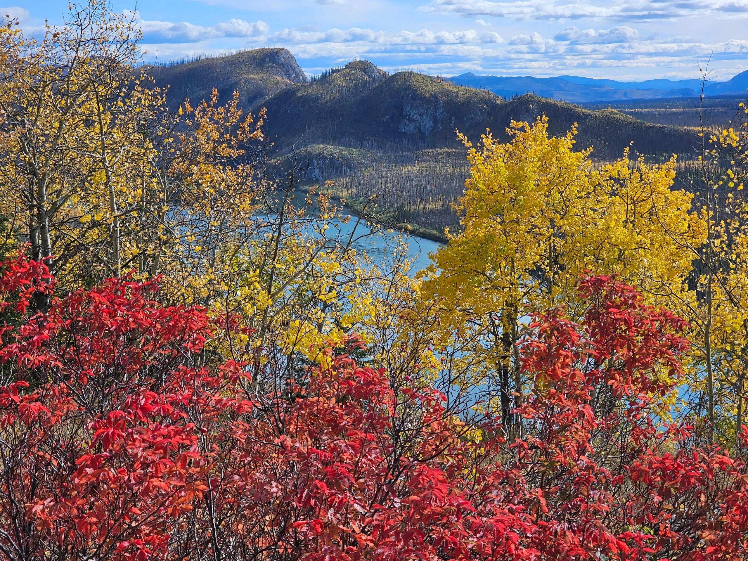 Vibrant autumn foliage with red and yellow leaves overlooking a river and mountain range.