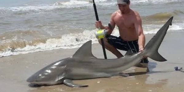 7FT BULL SHARK LAND BASED SHARK FISHING 