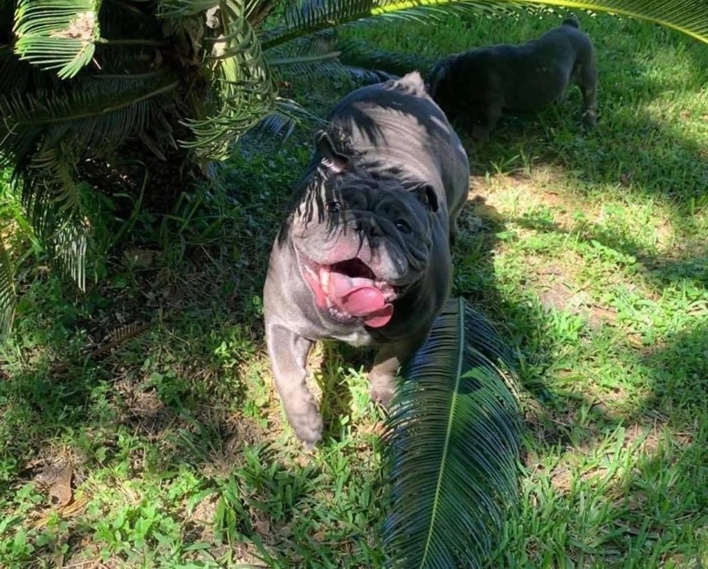 Blue seal English bulldog female Houston Texas 