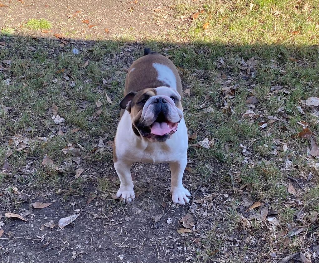 Triple carrier English bulldog 