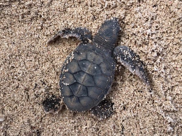 Tortuga bebé en la arena.