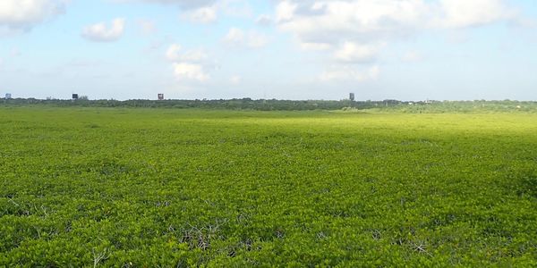 Bosque de manglares