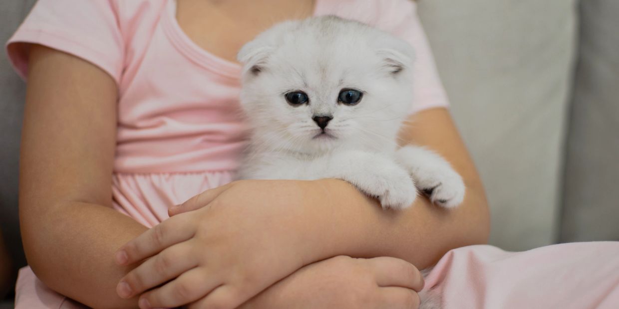 little girl in pink dress holding a scottish fold kitten