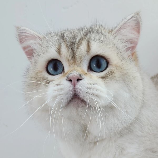 Close-up of a cat with striking blue eyes.