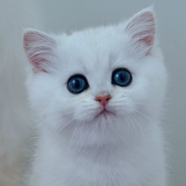 Close-up of a white kitten with striking blue eyes.