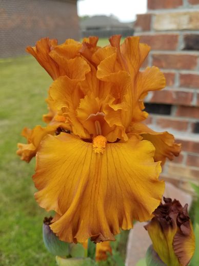 Tall Bearded Iris "Golden Panther"