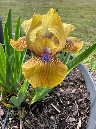Standard Dwarf Bearded Iris "Killarney Green"