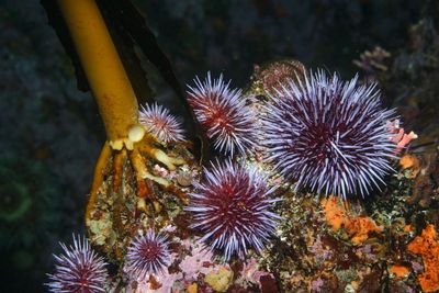 Pacific urchins: Covid delayed purple urchin removal, but hope as