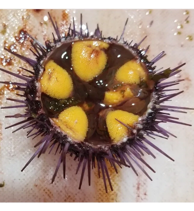Pacific urchins: Covid delayed purple urchin removal, but hope as